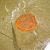 Enosiaspis hrungnir - Image 3