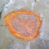 Enosiaspis hrungnir - Image 4