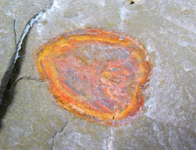 Enosiaspis hrungnir