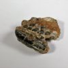 Hypsilophodon foxii - Image 2
