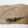Orthotheca americanus w/soft parts - Image 2