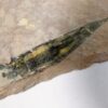 Orthotheca americanus w/soft parts - Image 3