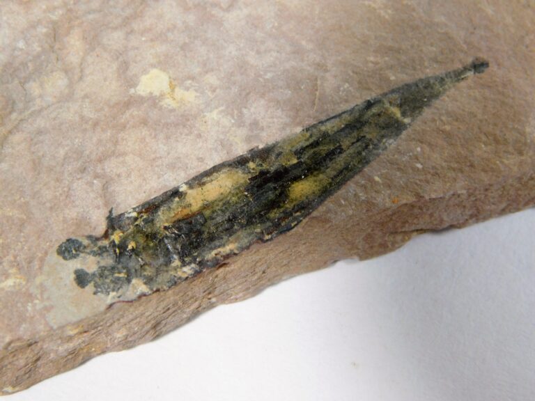 Orthotheca americanus w/soft parts