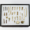 Collection of bird bones and skulls, The Natural Canvas