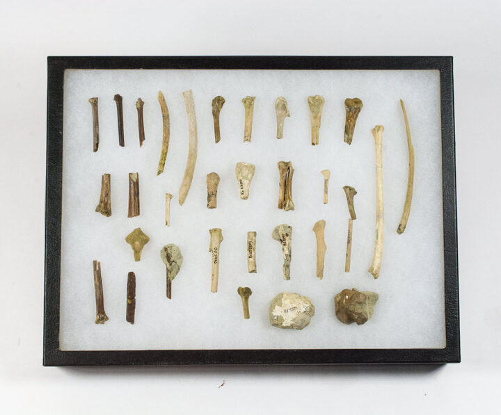 Collection of bird bones and skulls