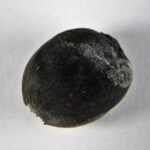 Seed - Image 2
