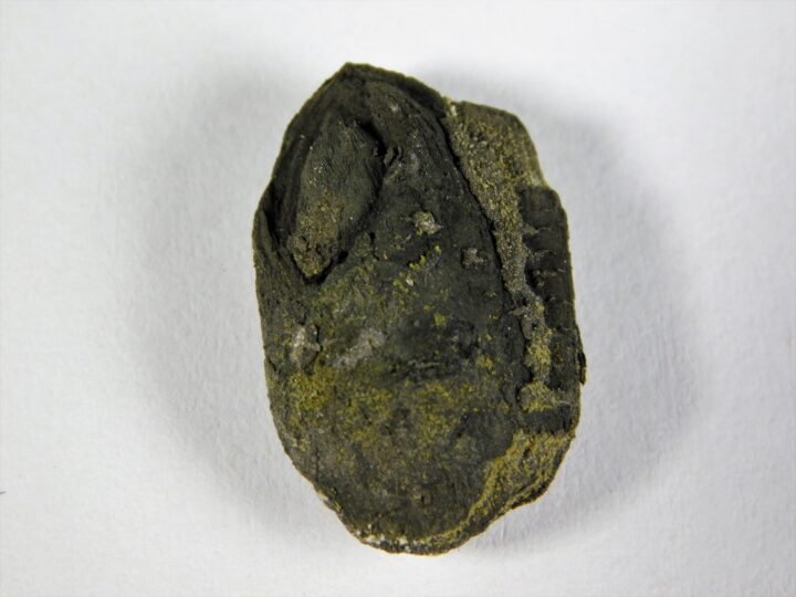 Seed