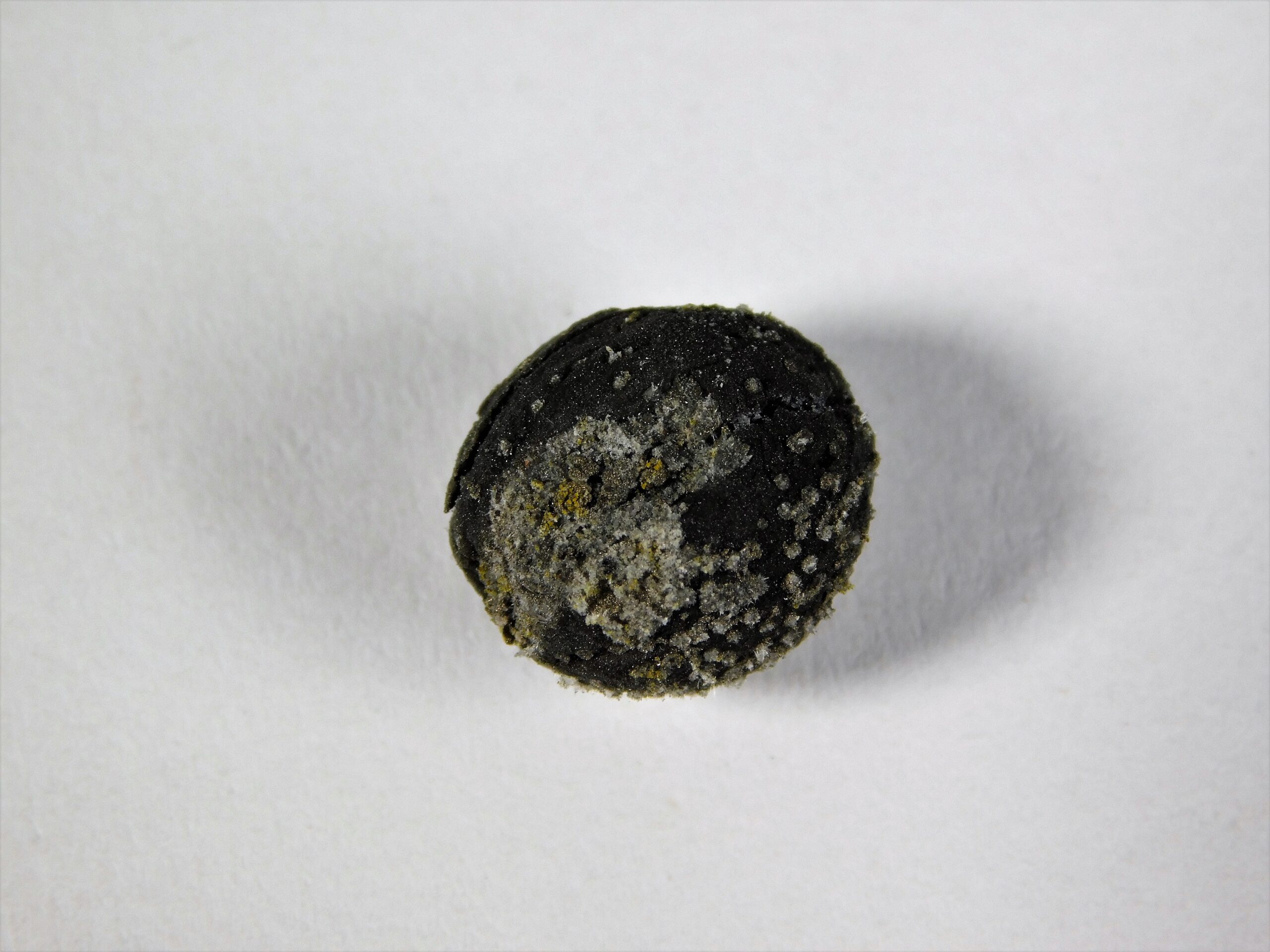 Seed - Image 4