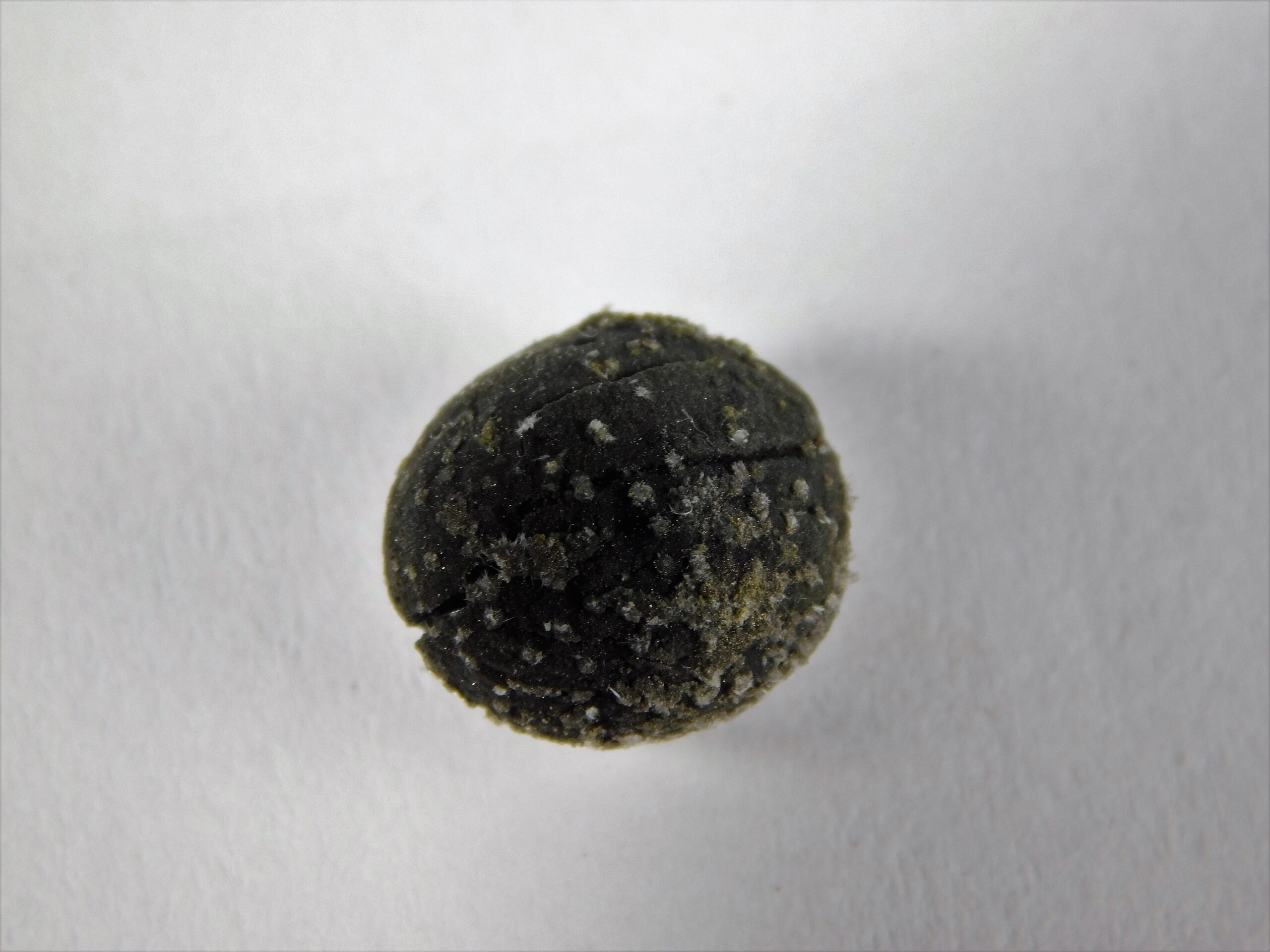 Seed - Image 2