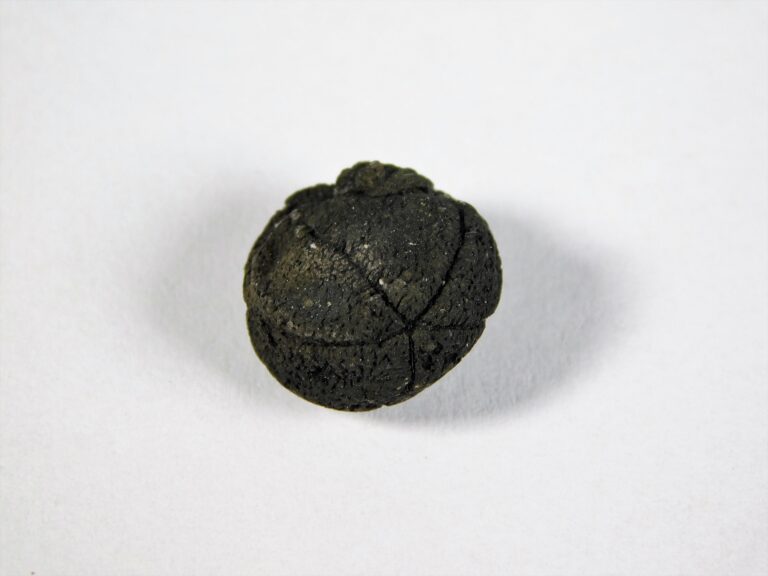 Seed