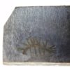 Hallucigenia fortis - Image 3
