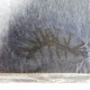 Hallucigenia fortis - Image 4