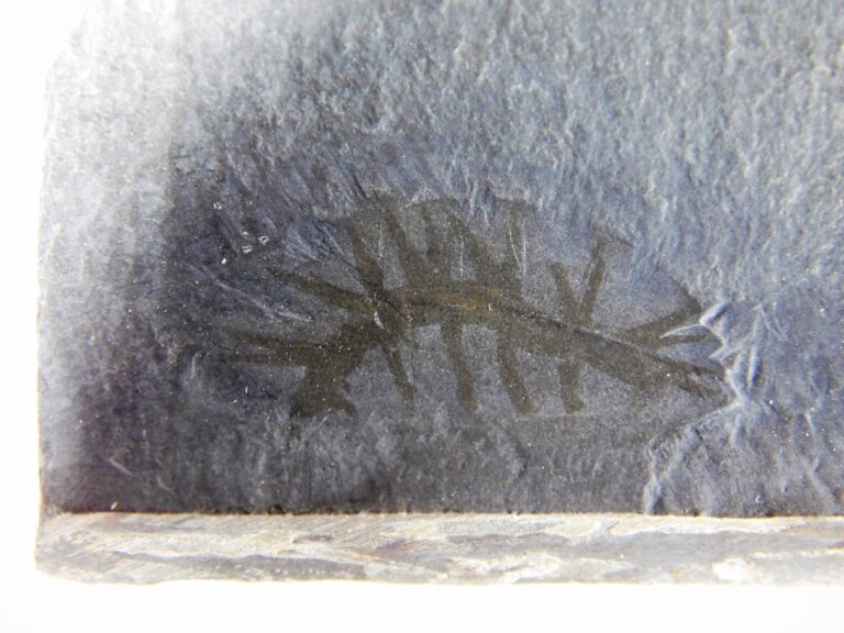 Hallucigenia fortis