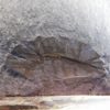 Hallucigenia fortis - Image 2