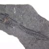 Oligocene Fish from Poland - Eophycis jamnensis - Image 3