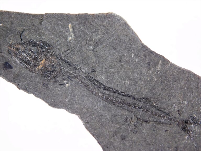 Oligocene Fish from Poland - Eophycis jamnensis