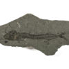 Oligocene Fish from Poland - Eophycis jamnensis - Image 2