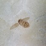 Beetle - Image 2
