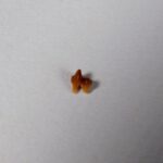 Bat Tooth - Image 3