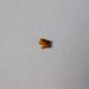 Bat Tooth - Image 2