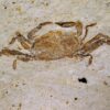 Pinnixa galliheri Rathbun - Image 3