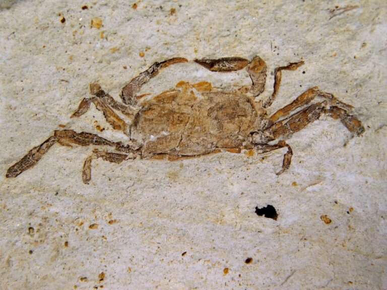 Pinnixa galliheri Rathbun