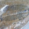 Ogygopsis klotzi - Image 7