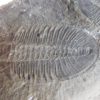 Ogygopsis klotzi - Image 3