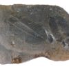 Ogygopsis klotzi - Image 4