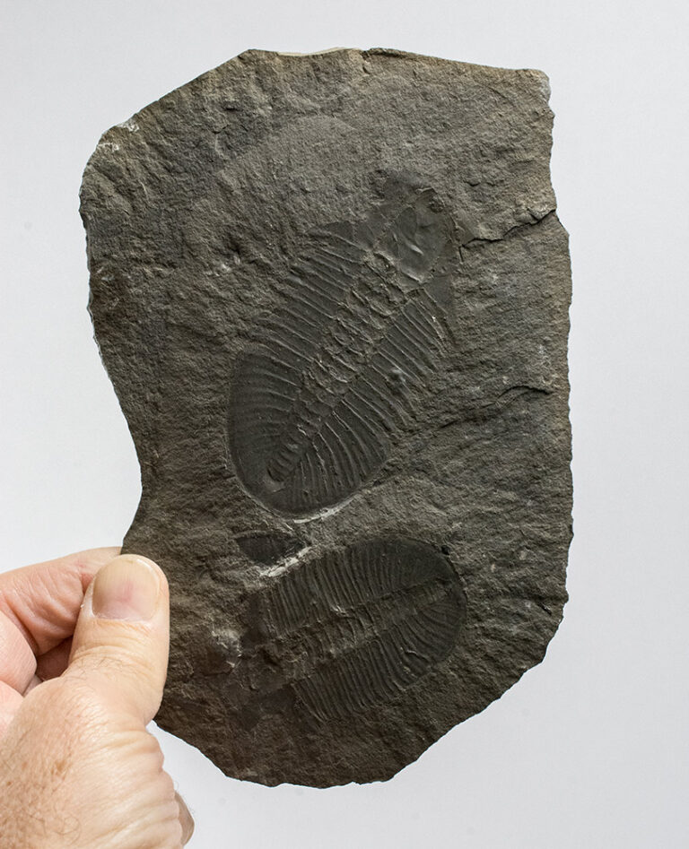 Ogygopsis klotzi