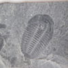 Ehmaniella burgessensis Rasetti, 1951 - Image 6