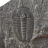 Ehmaniella burgessensis Rasetti, 1951 - Image 3