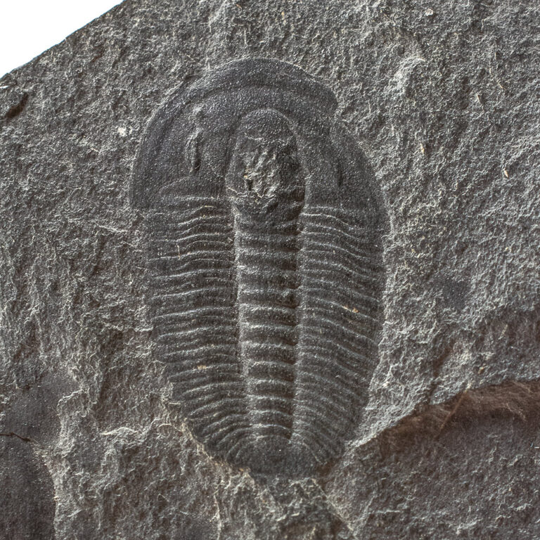 Ehmaniella burgessensis Rasetti, 1951
