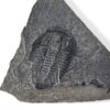 Ehmaniella burgessensis Rasetti, 1951 - Image 3