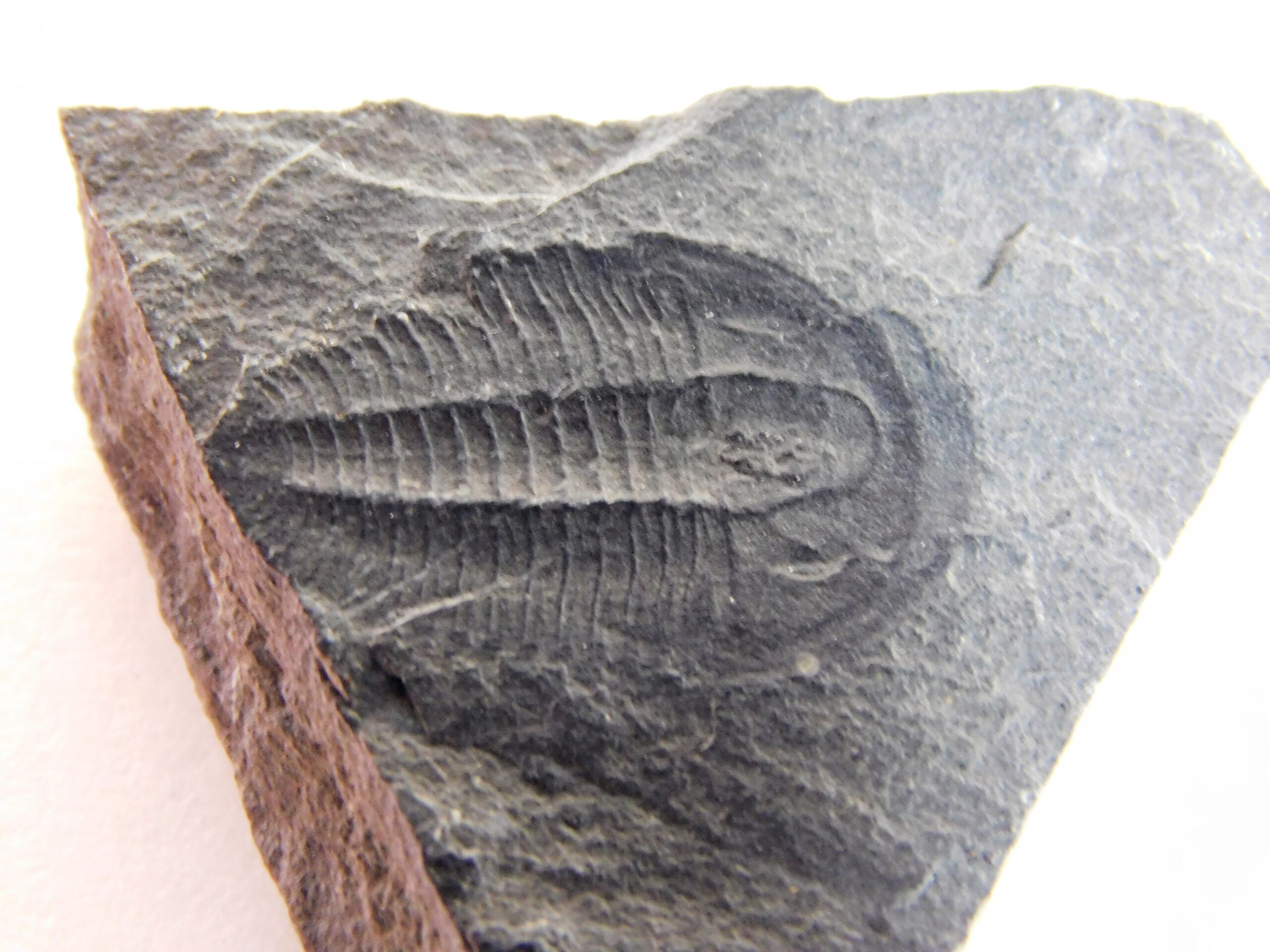 Ehmaniella burgessensis Rasetti, 1951 - Image 2