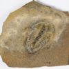 Polypleuraspis insignis Rasetti - Image 5