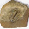 Polypleuraspis insignis Rasetti - Image 6