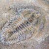 Polypleuraspis insignis Rasetti - Image 2