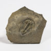 Polypleuraspis insignis Rasetti - Image 3