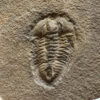 Polypleuraspis insignis Rasetti - Image 4