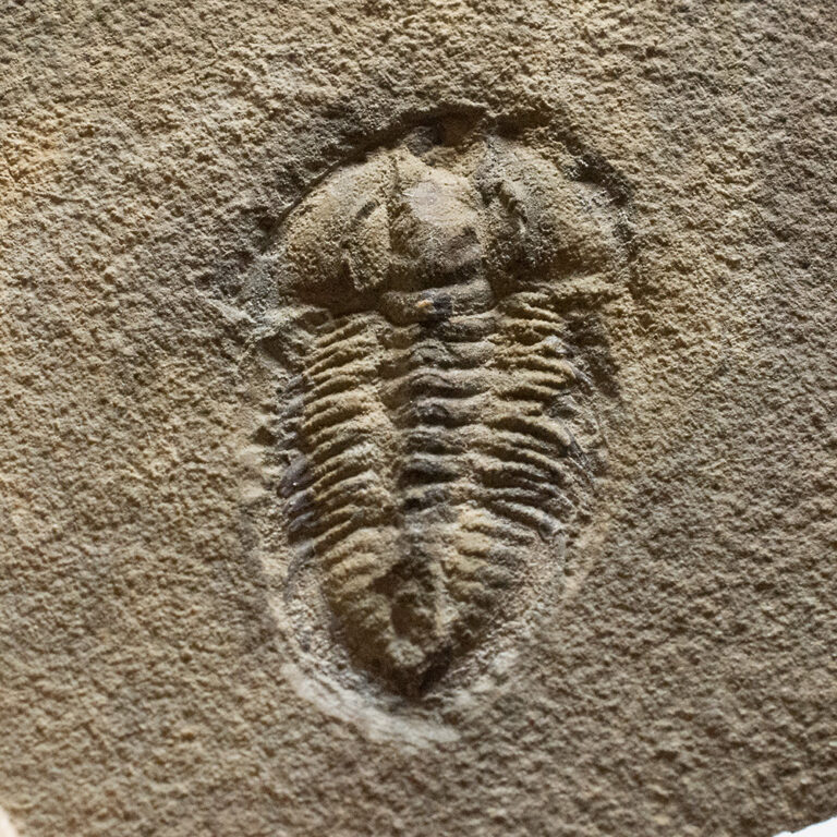 Polypleuraspis insignis Rasetti