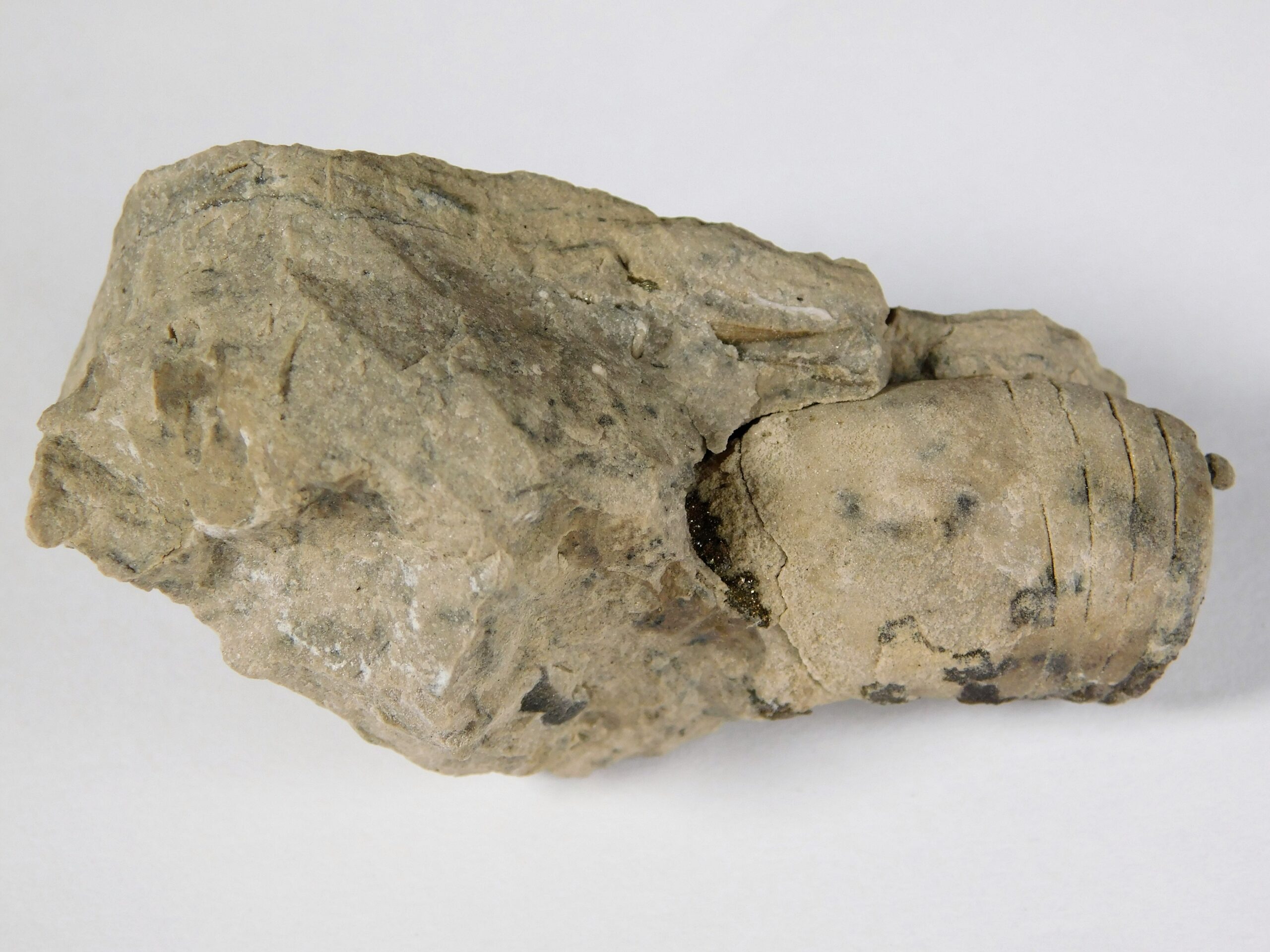 Beloitoceras carveri - Image 4