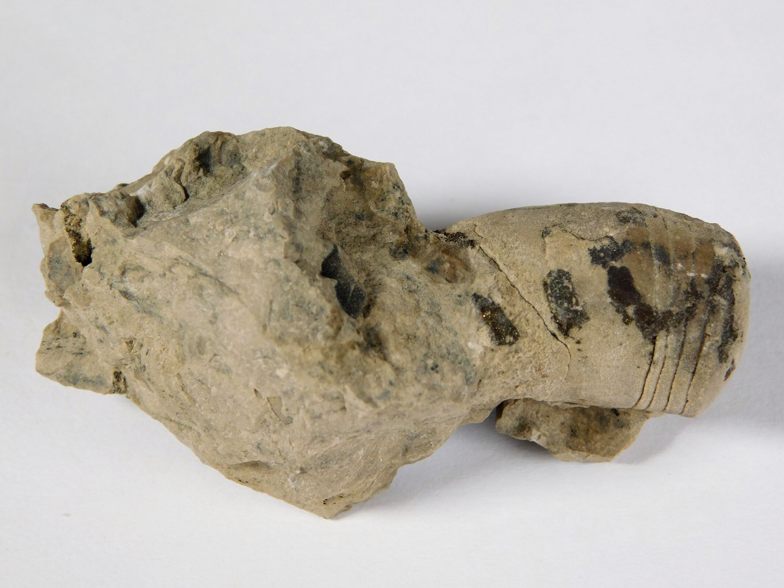 Beloitoceras carveri - Image 5