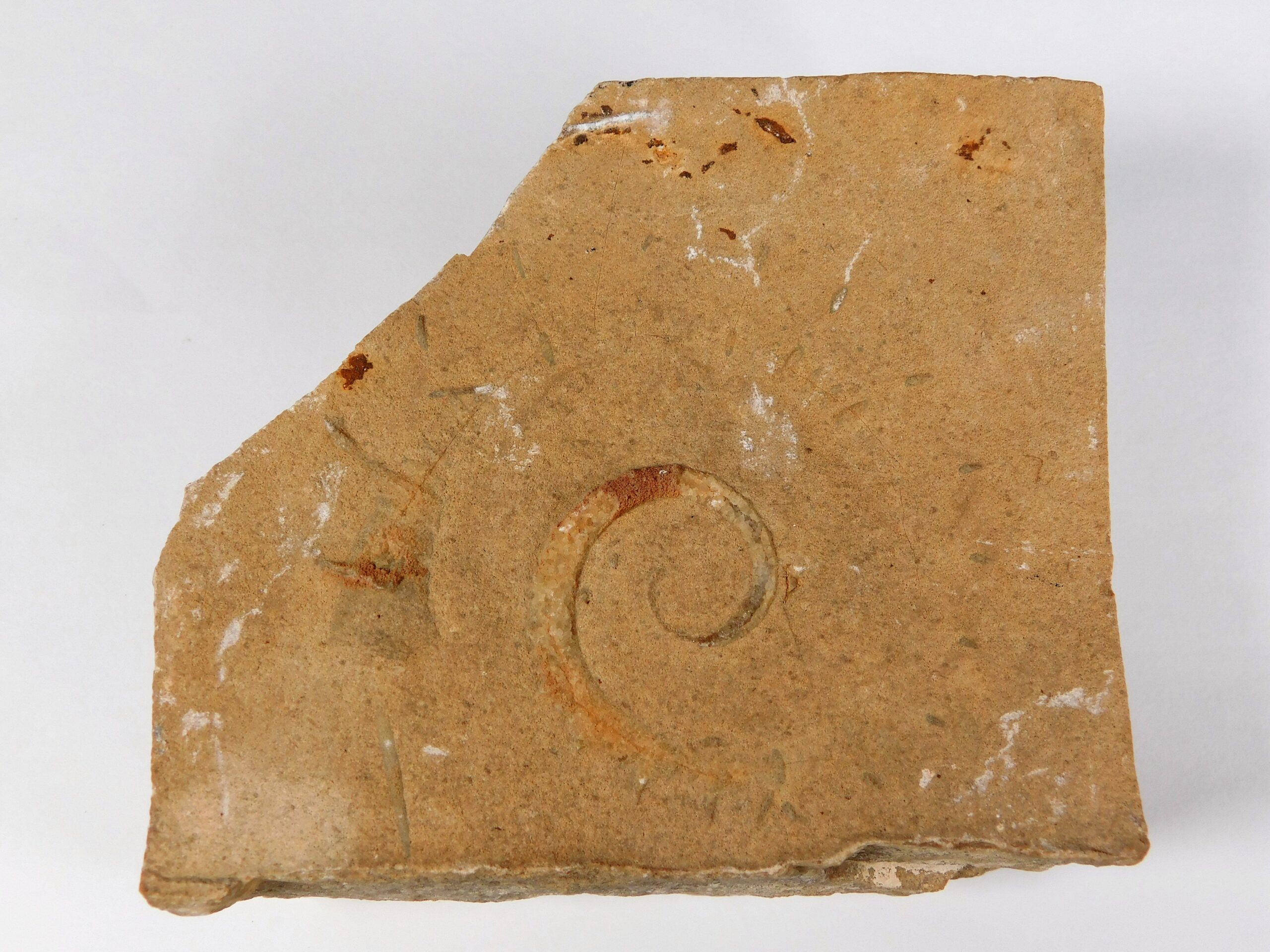 Allocrioceras hazzardi - Image 3