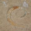Allocrioceras hazzardi - Image 5