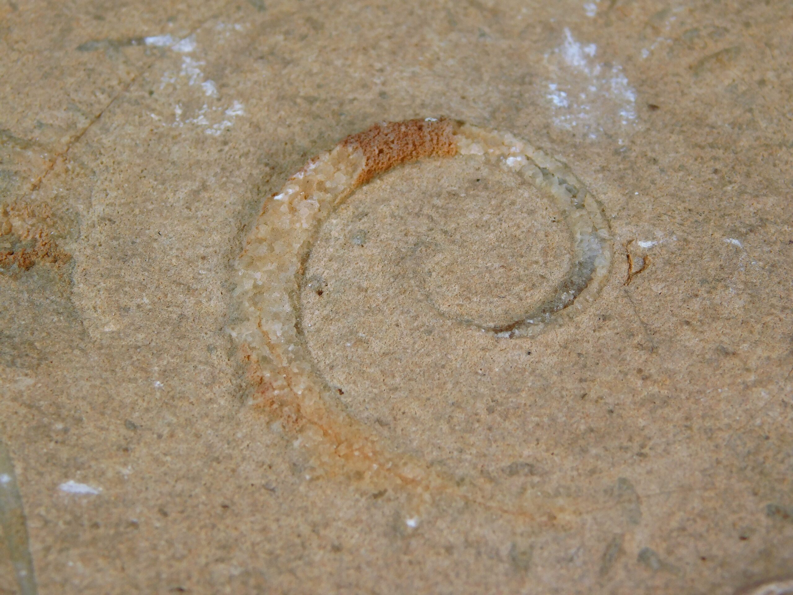Allocrioceras hazzardi - Image 4