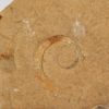 Allocrioceras hazzardi - Image 2