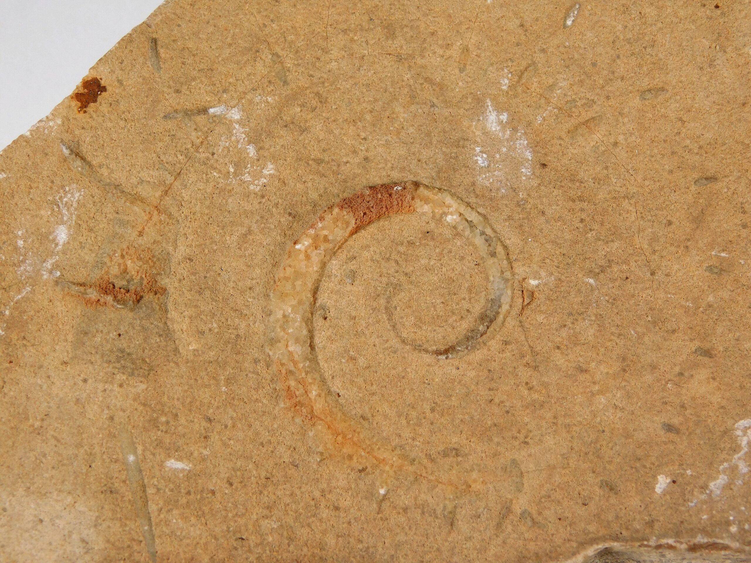 Allocrioceras hazzardi - Image 2