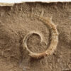 Allocrioceras hazzardi - Image 3