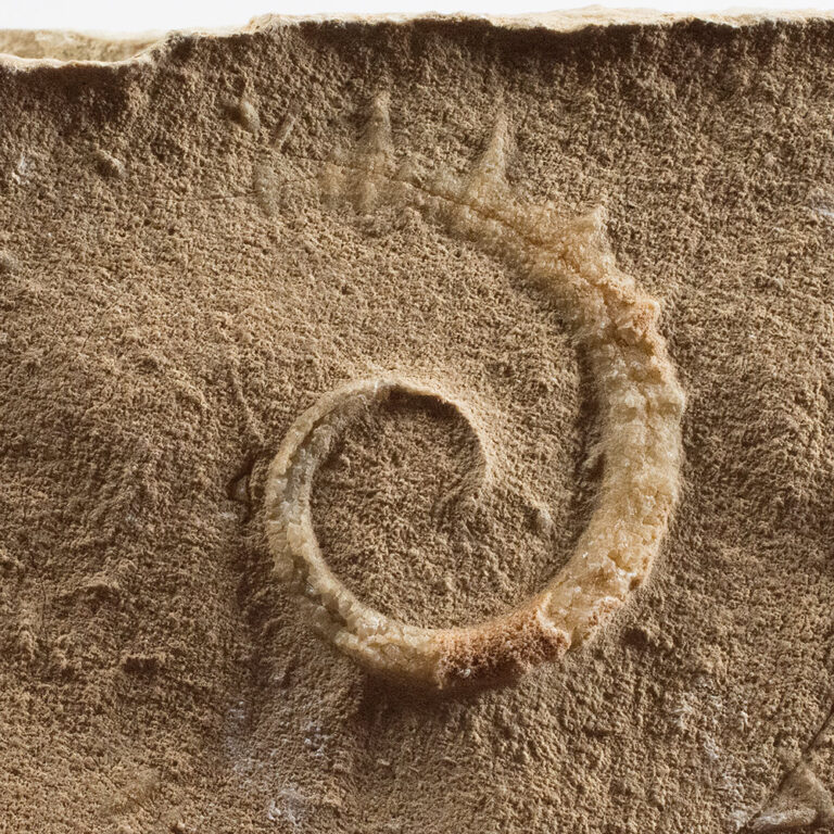 Allocrioceras hazzardi